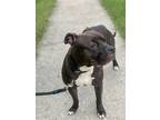 Adopt Smokey a Brown/Chocolate - with White American Pit Bull Terrier / Mixed