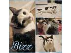 Adopt Bizz a Domestic Short Hair