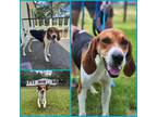 Adopt Conway a White Treeing Walker Coonhound / Mixed dog in Lancaster