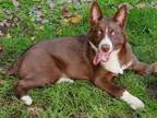 Adopt Luke a Border Collie, Australian Shepherd