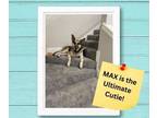 Adopt Max a German Shepherd Dog