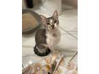 Adopt Holly- 1/2 price adoption fee a Brown Tabby Domestic Shorthair (short