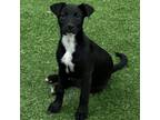 Adopt Lupin Leah a Terrier