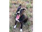 Adopt Rexford (Rex) a American Staffordshire Terrier, Mixed Breed