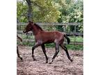 Stunning Rare Bay Roan Weanling Colt