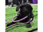Adopt Bernard ML a Black Labrador Retriever, Mixed Breed