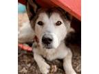 Adopt Sammy a Husky, Terrier