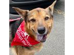 Adopt Novak a German Shepherd Dog, Terrier