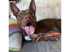 Adopt Nora a Brown/Chocolate Pit Bull Terrier / Mixed Breed (Medium) / Mixed dog