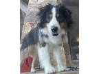 Adopt Jax a Australian Shepherd