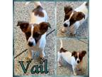 Adopt Vail a Jack Russell Terrier, Australian Cattle Dog / Blue Heeler