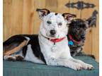 Adopt Heathcliff a Australian Cattle Dog / Blue Heeler, Mixed Breed