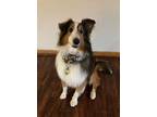 Adopt Baxter a Shetland Sheepdog / Sheltie