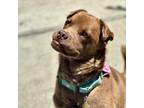 Adopt KYLO a Brown/Chocolate Shar Pei / Mixed Breed (Medium) / Mixed dog in Pt.