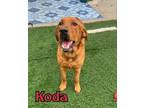 Adopt Koda a Labrador Retriever