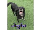 Adopt Jingles a German Shepherd Dog