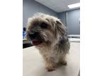 Adopt Max a Lhasa Apso, Yorkshire Terrier