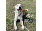 Adopt Donny a Labrador Retriever