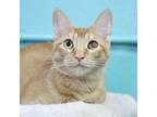 Adopt Lion a Tabby, Domestic Short Hair