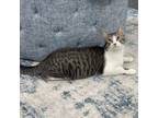 Adopt Bam Bam a Tabby, Domestic Short Hair