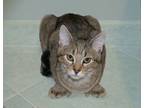 Adopt Dilly a Tabby, Domestic Short Hair