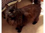 Adopt Darcy a Black (Mostly) Domestic Longhair (long coat) cat in Rochester