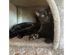 Adopt Arianna a All Black Domestic Shorthair / Mixed cat in Seguin