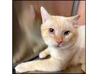 Adopt Polar Bear a Siamese, Domestic Short Hair