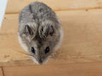 Adopt Shy a Silver or Gray Hamster / Mixed small animal in Kingston