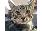 Adopt LEOPOLDO a Domestic Shorthair (short coat) cat in Calimesa, CA (38026062)