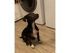 Adopt Brother a Black - with White Mixed Breed (Medium) dog in Longview