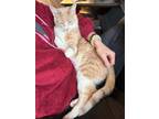 Adopt Tony a Domestic Short Hair, Tabby