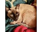 Adopt Bo a Siamese, Domestic Short Hair