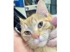 Adopt Cubby (Bonded with Buckles) a Bengal, Tabby