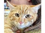 Adopt Buckles (Bonded with Cubby) a Bengal, Tabby