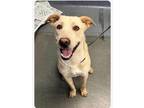 Adopt Cooper a Labrador Retriever