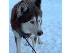 Adopt Bodhi a Husky