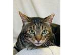 Adopt CHENIER a Domestic Short Hair, Tabby