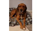 Adopt Brody a Boxer, Redbone Coonhound