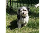 Adopt Pepe a Havanese, Mixed Breed