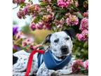 Adopt Joel a Australian Cattle Dog / Blue Heeler, English Pointer