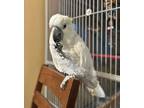 Adopt Barley a Cockatoo