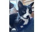 Adopt Langley a Tuxedo