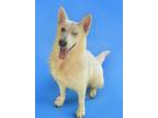 Adopt Koda a German Shepherd Dog