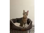 Adopt Blossom a Domestic Short Hair