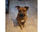 Adopt Baconator a American Staffordshire Terrier, Black Mouth Cur