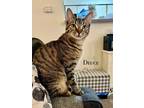 Adopt DEUCE a British Shorthair, American Shorthair