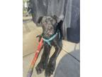 Adopt DEXTER a Labrador Retriever, Pit Bull Terrier