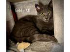Adopt Teddy (prefer to adopt with Winston) a Domestic Short Hair