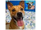 Adopt Lee a Mixed Breed